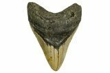 Fossil Megalodon Tooth - North Carolina #378014-1